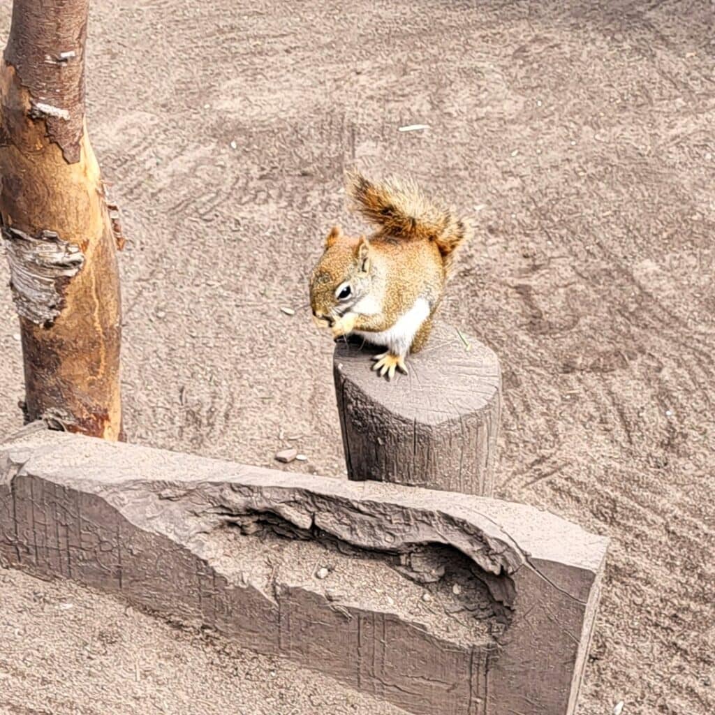 Wiewiórka w Papugarni Mazury w Wilkasach – atrakcja na trasie Mazurskiej Pętli Rowerowej