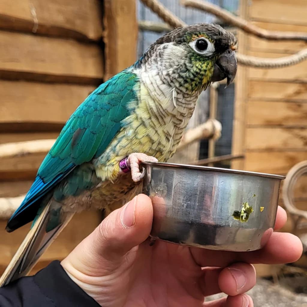 Papuga w Papugarni Mazury w Wilkasach – atrakcja turystyczna na trasie Mazurskiej Pętli Rowerowej