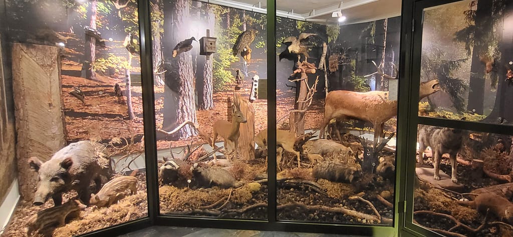 Startuj w Piszu – wystawa przyrodnicza w Muzeum Ziemi Piskiej z leśnymi zwierzętami Mazur