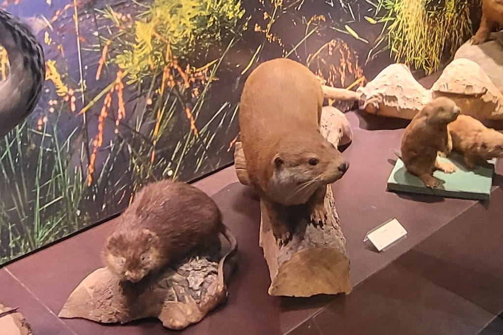 Lis na wystawie przyrodniczej w Muzeum Ziemi Piskiej