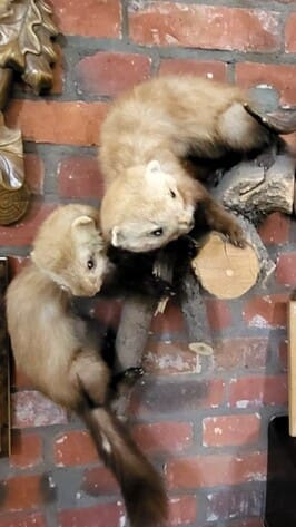 Mazurska Pętla Rowerowa 2023. Fragment wystawy przyrodniczej w Wieży Ciśnień w Giżycku