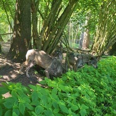 Wilki w parku dzikich zwierząt na Mazurach, otoczone gęstą roślinnością – atrakcja w okolicy Mazurskiej Pętli Rowerowej.