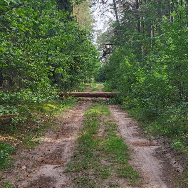 Powalone drzewa na trasie między Piszem a Rucianem-Nidą.