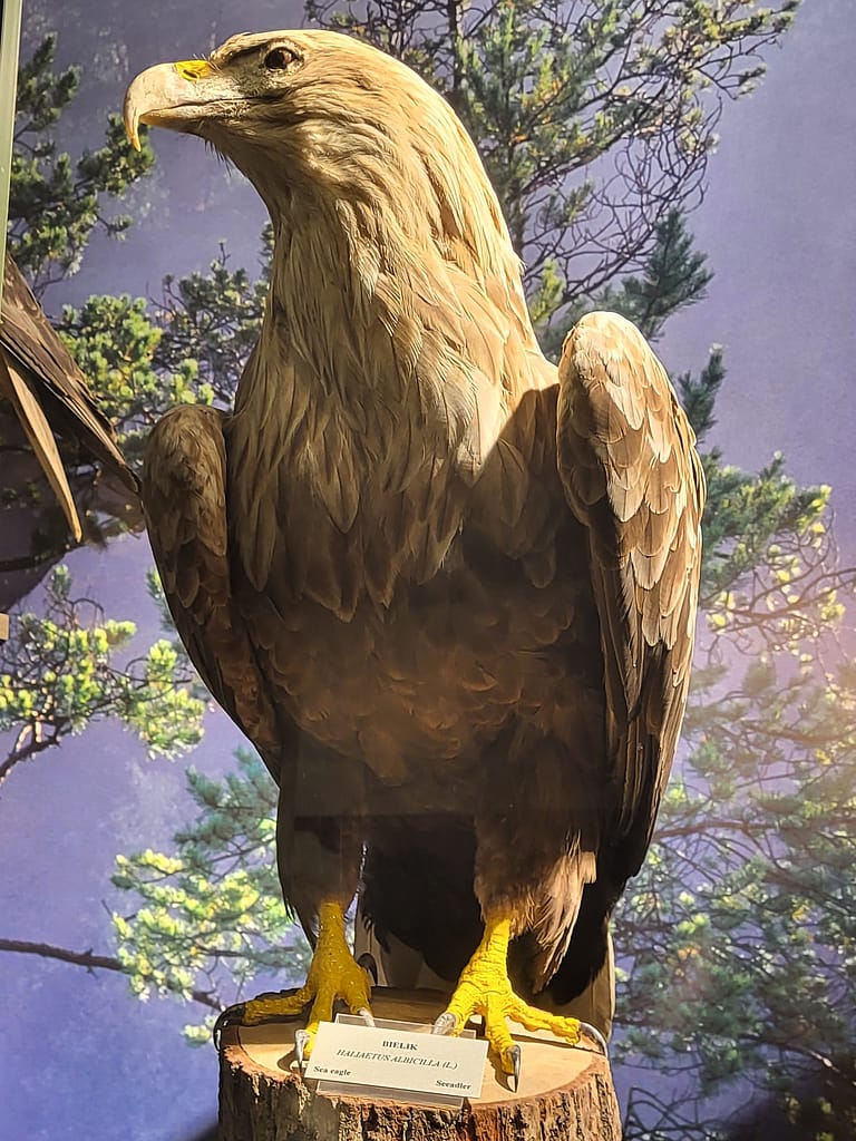 Eksponat orła z wystawy muzealnej w Piszu